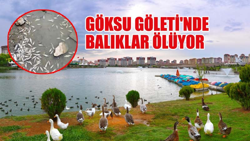 Eryaman Göksu Göleti'nde Balıklar Ölüyor