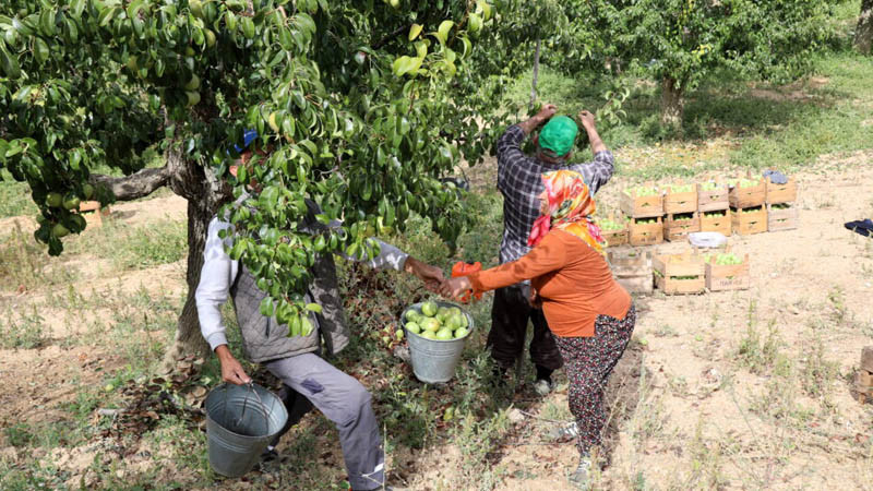 Çubuk'ta Armut Hasadı Başladı