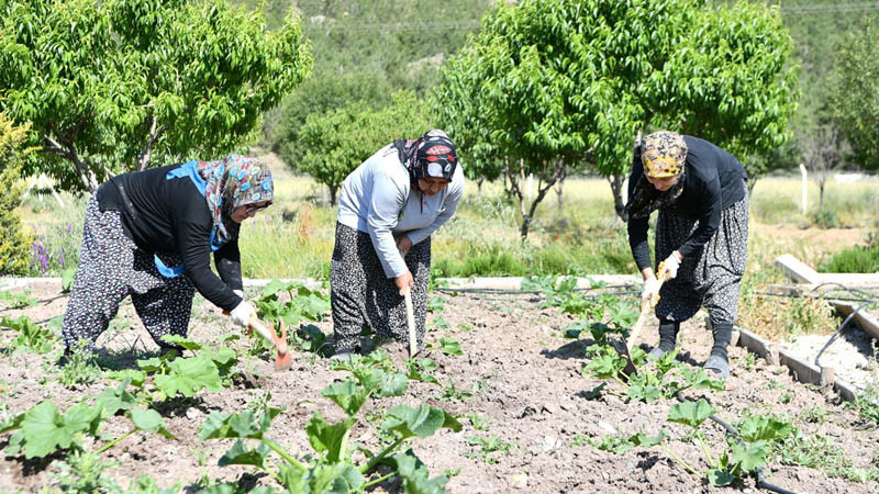 Mamak Belediyesi'nden Tarımsal Üretim Hamlesi