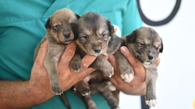 Mamak'ta ki Yangında 3 Yavru Köpek Kurtarıldı