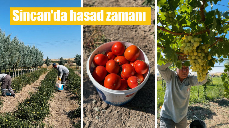Sincan Belediyesi EKO ÇİFTLİK'te Hasad Başladı
