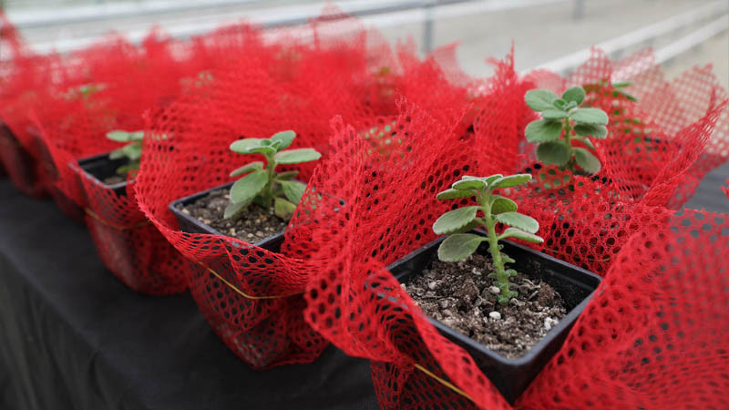 Keçiören'de Bilinçli Çiftçiler Yetişiyor