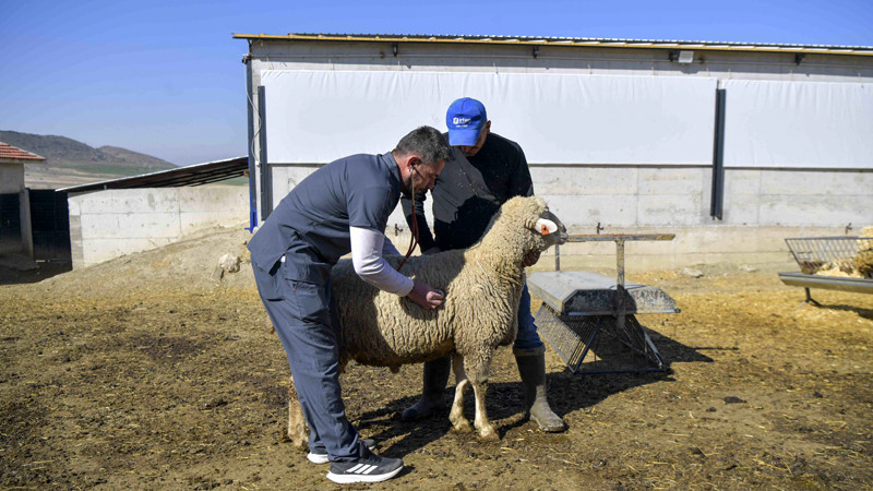 Ankara Çiftçisine Veteriner Hekim Desteği