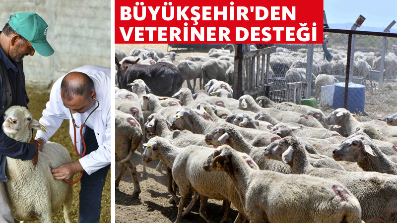 Ankara Çiftçisine 12,5 Milyon TL'lik Veteriner Desteği