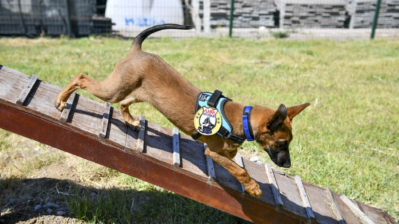 K9 Ekipleri Başkent'te Görev Başında