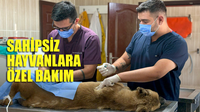 Sincan'da Sokak Hayvanlarına Rehabilitasyon Hizmeti