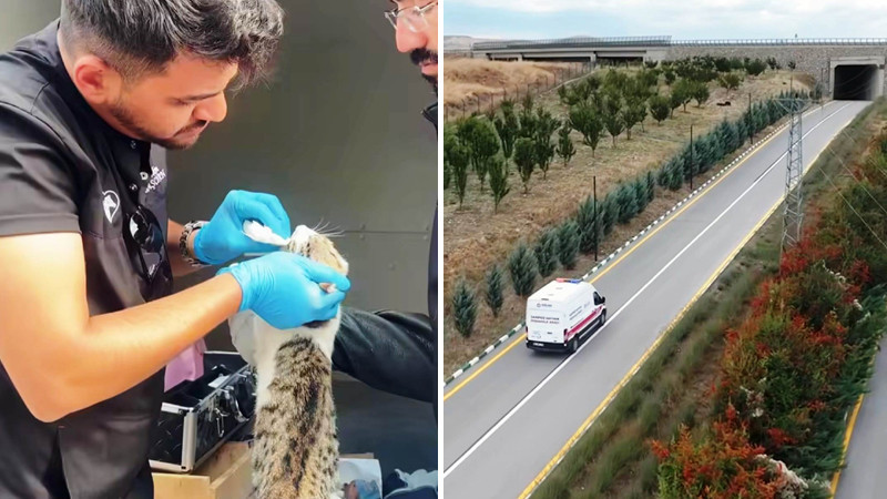 Sincan'da Sahipsiz Hayvanlar İçin Haybulans Hizmette