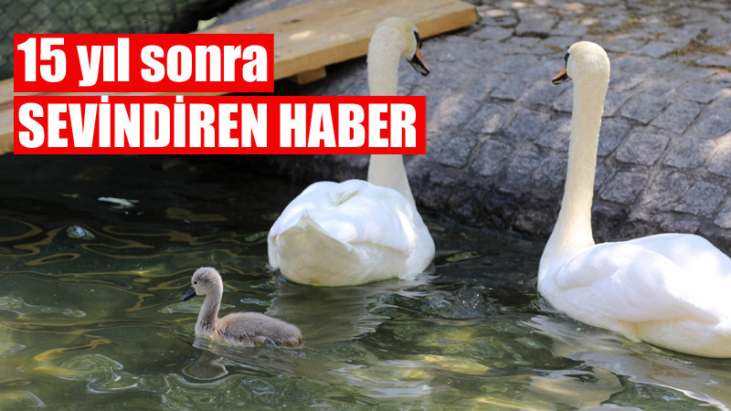 Kuğulu Park'tan Sevindiren Haber Geldi