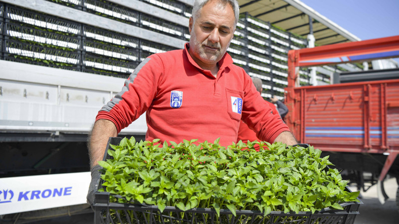 Ankara Çiftçisine 624 Bin Erkenci Sebze Fidesi Dağıtıldı