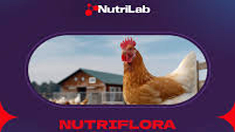 Kanatlı Vitamini Eksikliği Nasıl Anlaşılır?